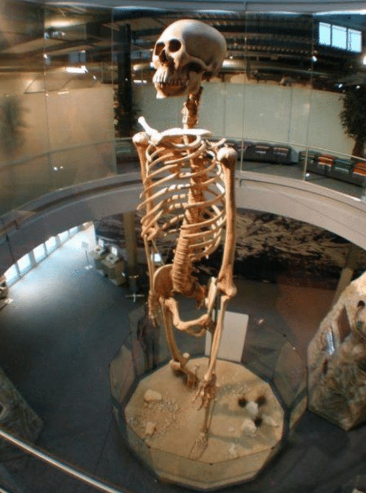 Esqueleto reconstruido con los huesos encontrados en Ecuador que se exhiben en el Parque Jungfrau de Suiza.